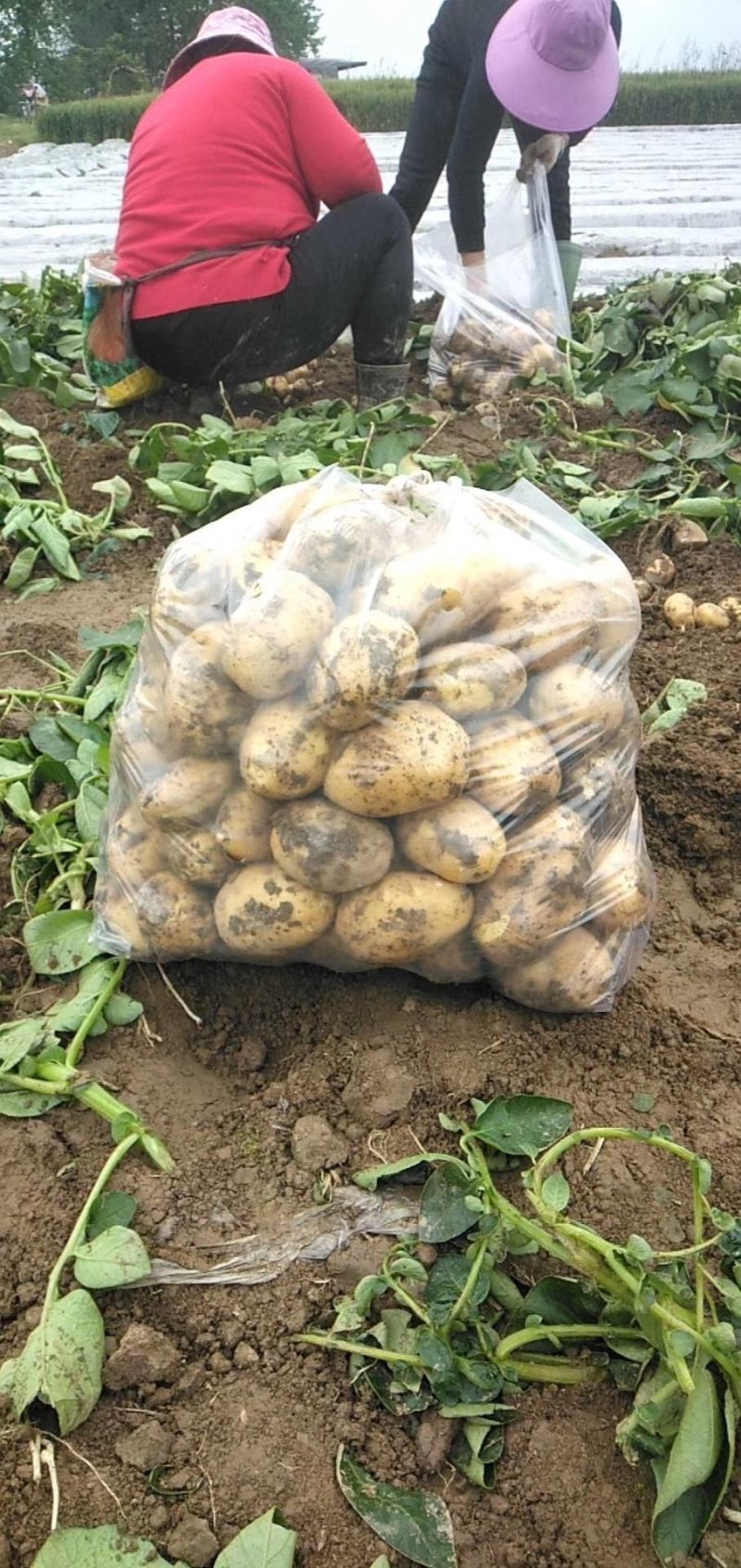 新土豆
