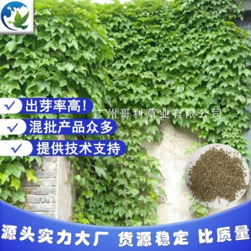 爬山虎山坡藤草种子专业草种批发厂家直销诚招代理指导种植