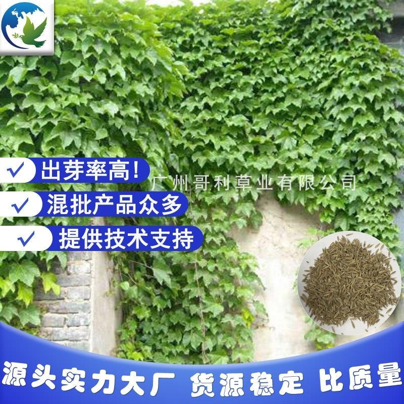 爬山虎山坡藤草种子专业草种批发厂家直销诚招代理指导种植