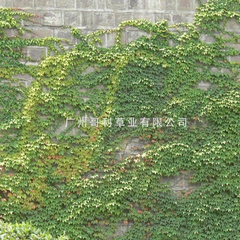 爬山虎山坡藤草种子专业草种批发厂家直销诚招代理指导种植