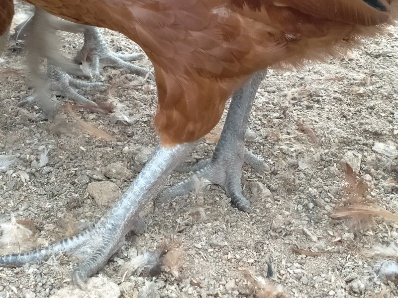散养笨鸡