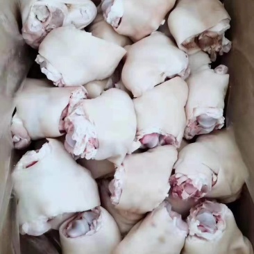 国产进口无毛肥猪脚圈
