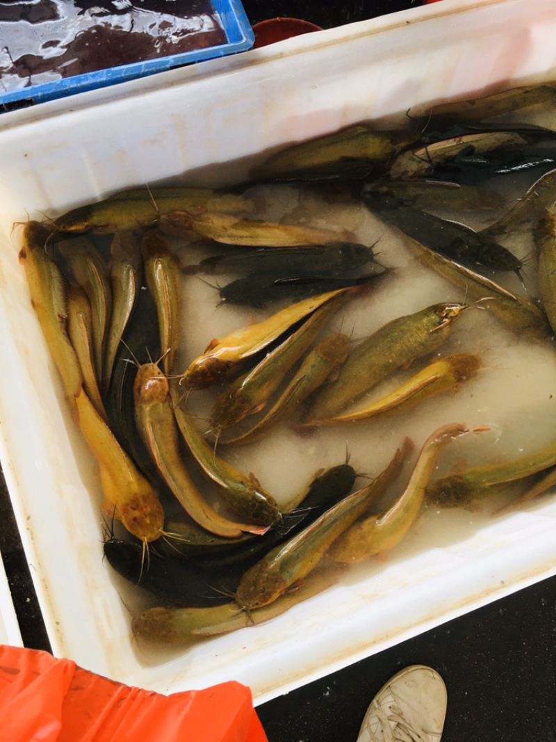 【鱼苗】本地塘鲺，又称塘角鱼，胡子鲶，免费技术指导