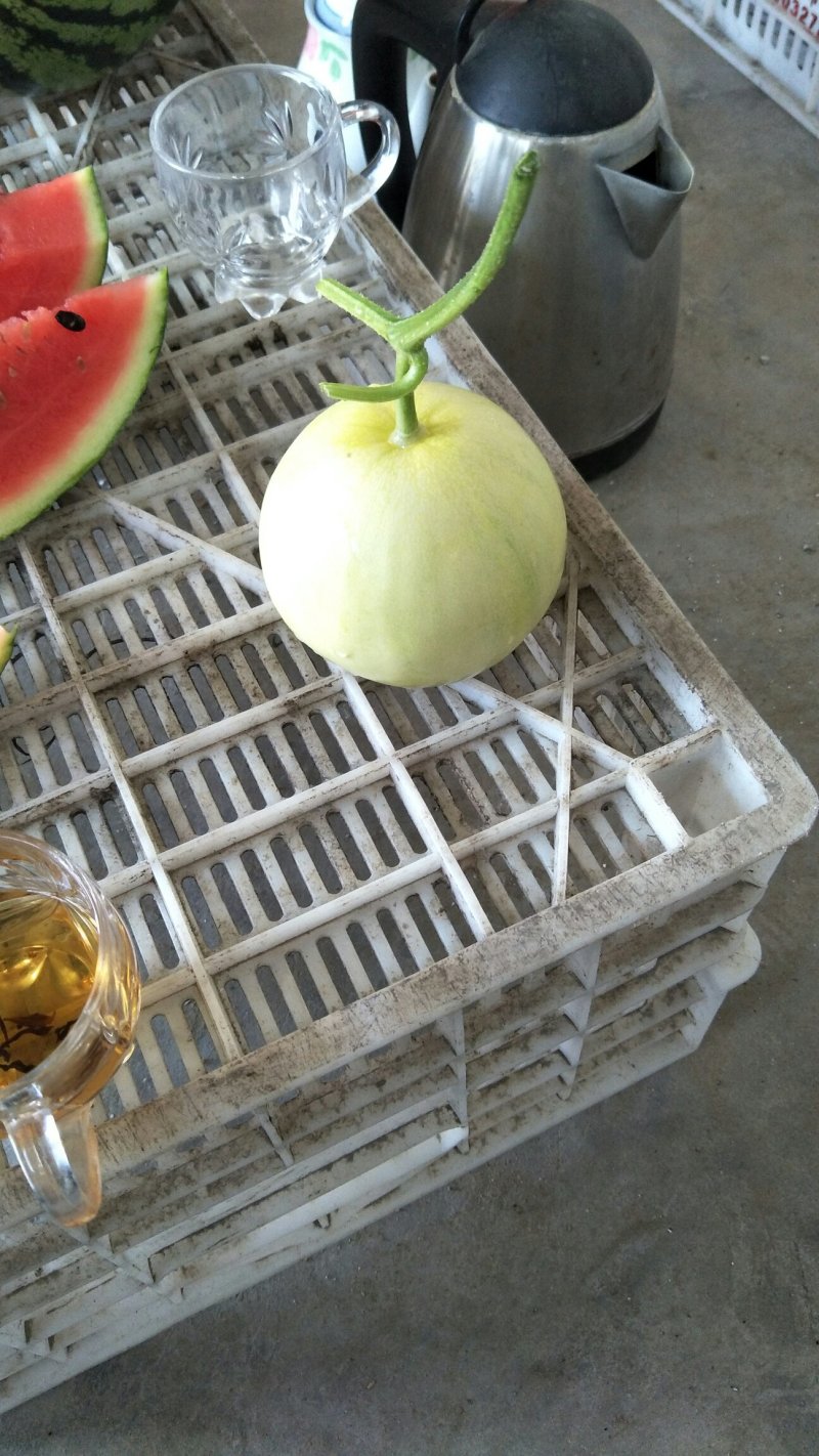 甜瓜甜宝蜜宝马连庄甜瓜