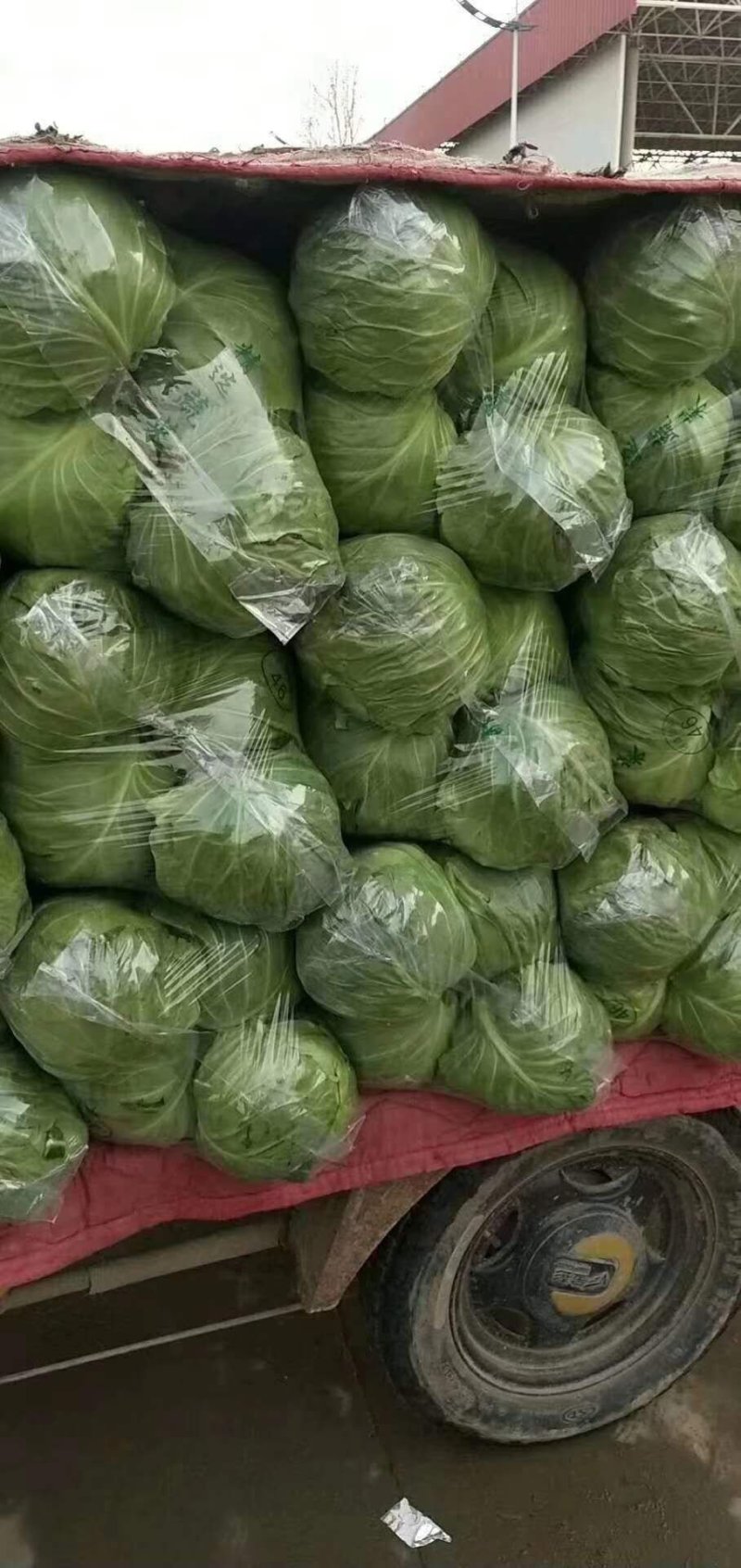 河北精品甘蓝产地直发一手货源保质保量欢迎随时电话联系