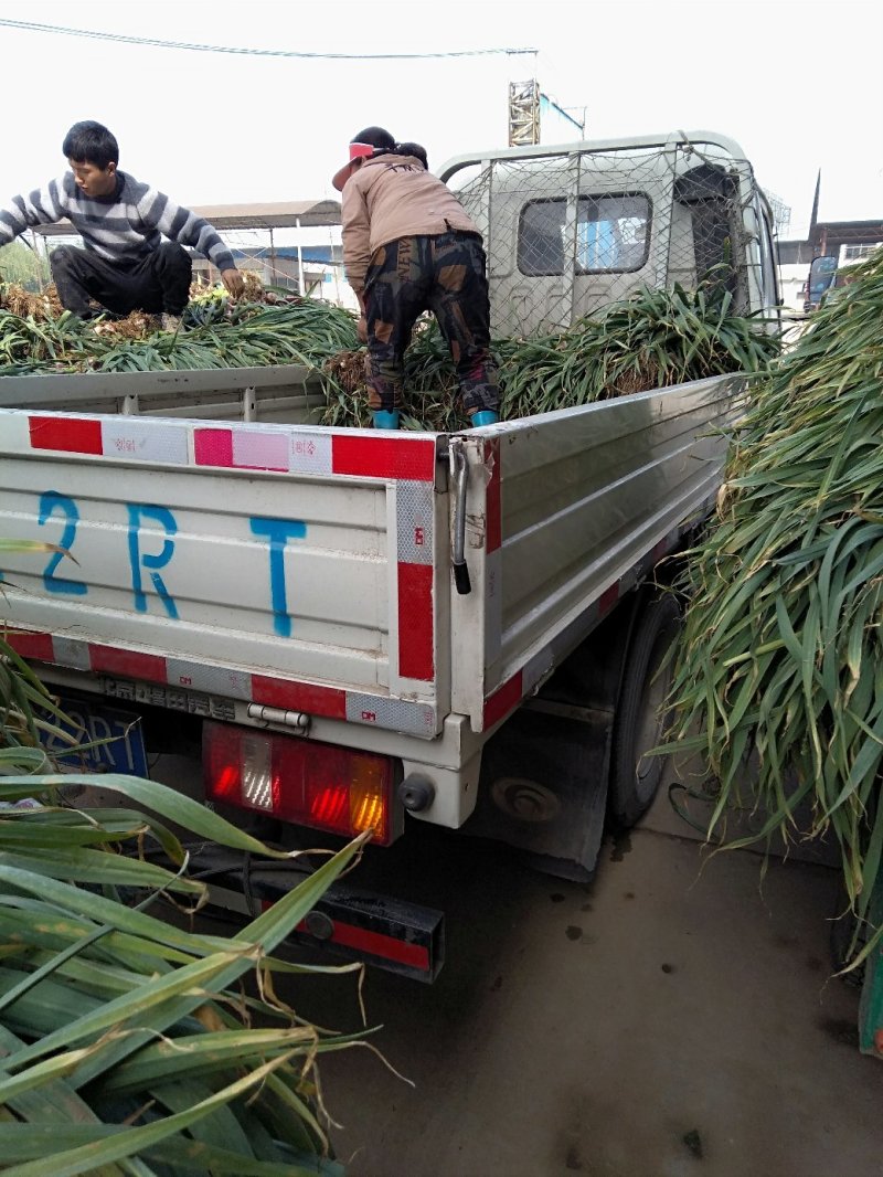 定州大算每年5-6月现已上市，现有干蒜，一手货源全国发货