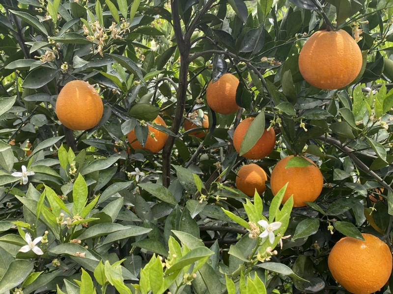 橙子秭归脐橙伦晚产地直销供货一件代发诚信经营