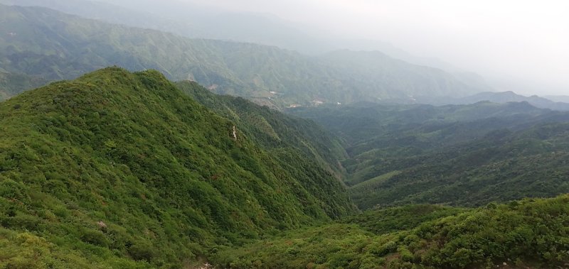 杜鹃，高山大杜鹃大红和淡红，白花杜鹃