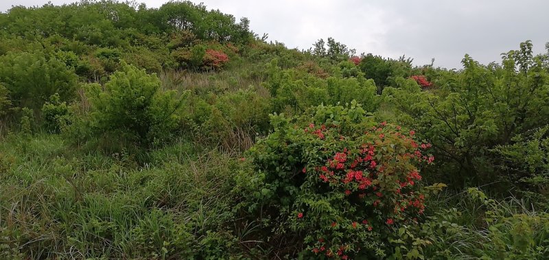 杜鹃，高山大杜鹃大红和淡红，白花杜鹃
