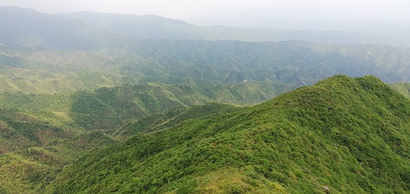 杜鹃，高山大杜鹃大红和淡红，白花杜鹃