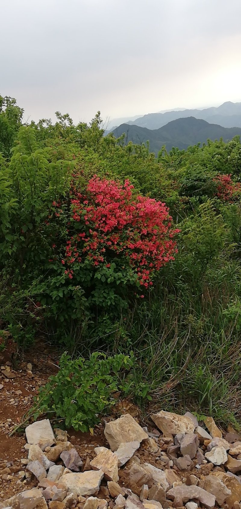 杜鹃，高山大杜鹃大红和淡红，白花杜鹃