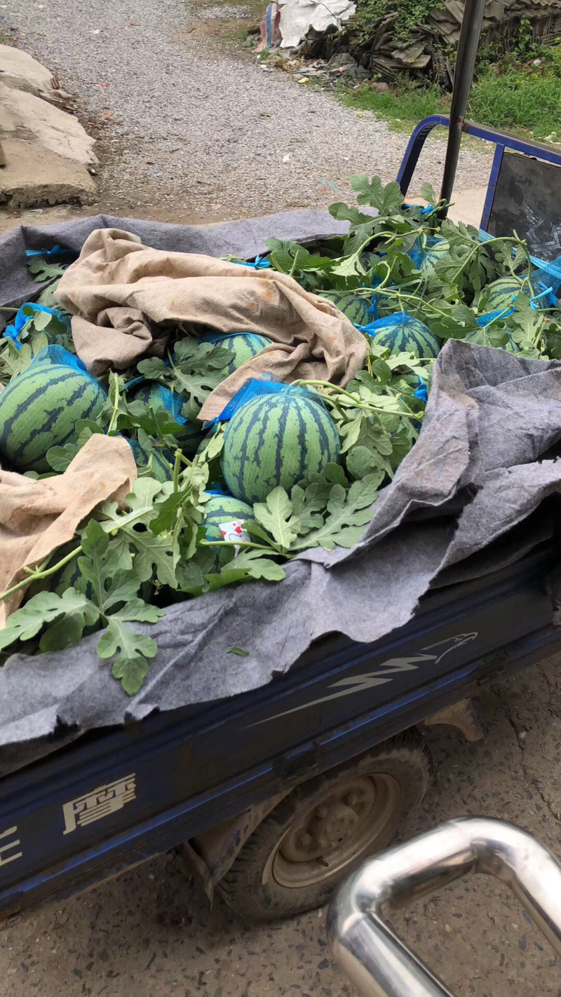 万亩大棚吊瓜基地6斤打底9成熟1茬