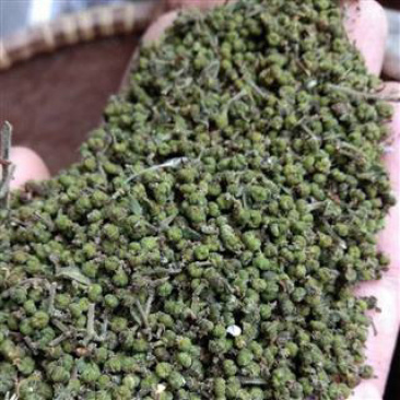 昌玉药材吴茱萸小青花产地直销薄利多销
