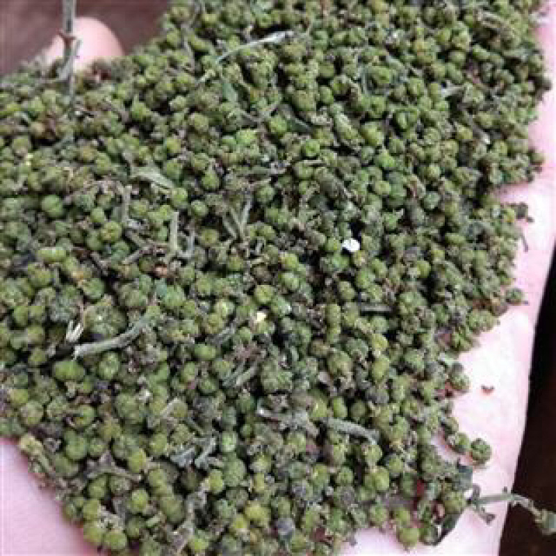 昌玉药材吴茱萸小青花产地直销薄利多销