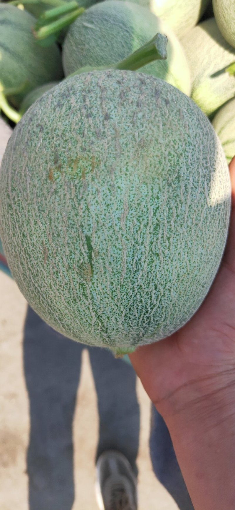 西洲蜜瓜大量上市口感脆甜货源充足价格美丽欢迎来电咨询