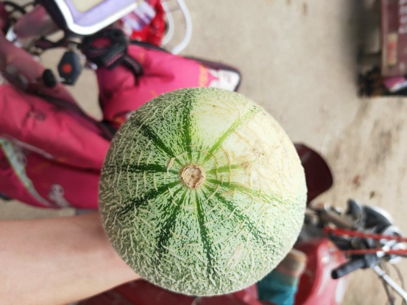 西洲蜜瓜大量上市口感脆甜货源充足价格美丽欢迎来电咨询