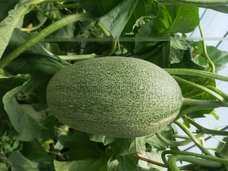 西洲蜜瓜大量上市口感脆甜货源充足价格美丽欢迎来电咨询