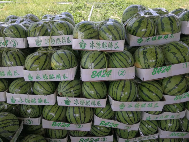 8424西瓜精品无籽精品大棚西瓜产地直发信誉第一