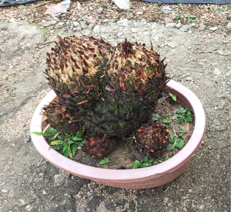 铁树多头铁树盆景原生多头子母铁树盆栽四季常青