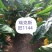 35—1144越夏彩椒