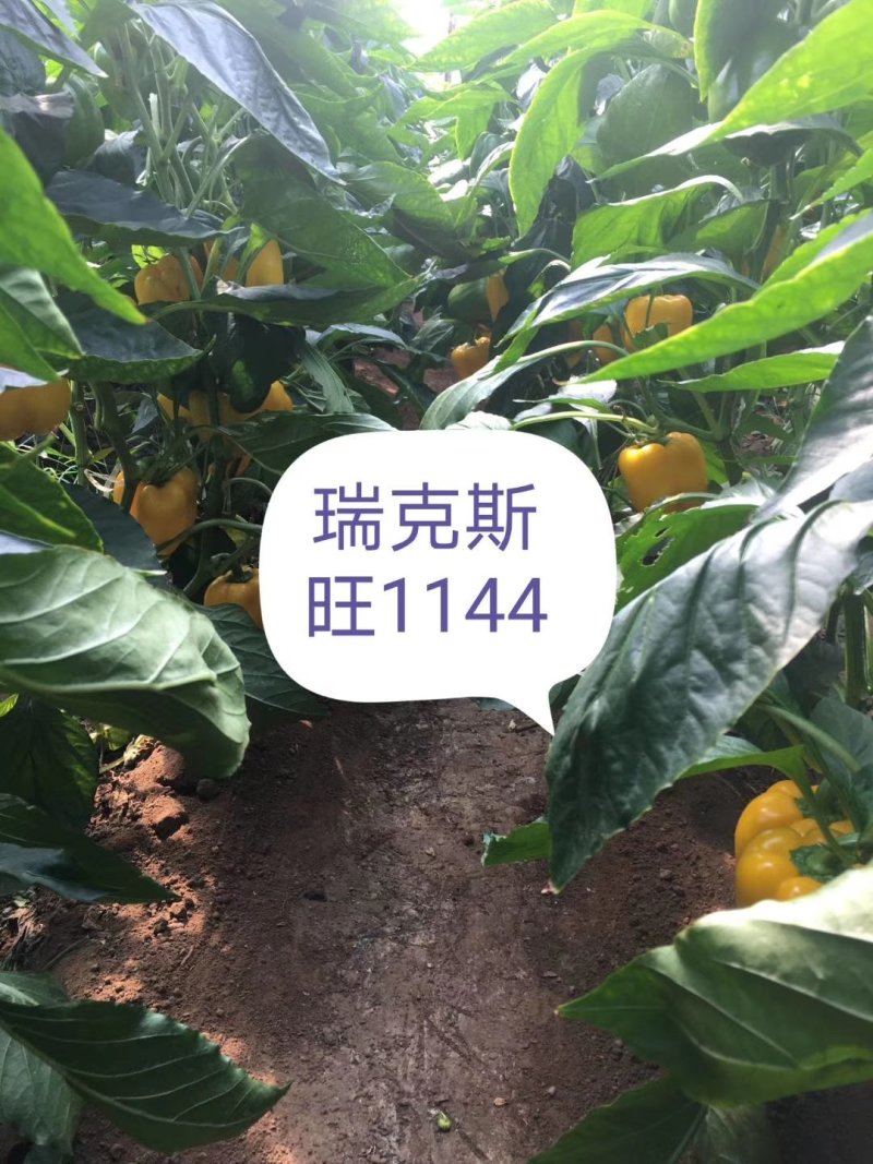 35—1144越夏彩椒