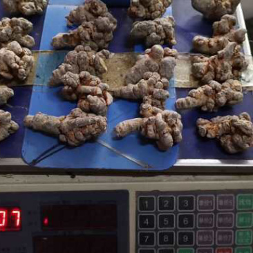 昌玉药材21头三七足干货可代打粉绝不掺杂次品