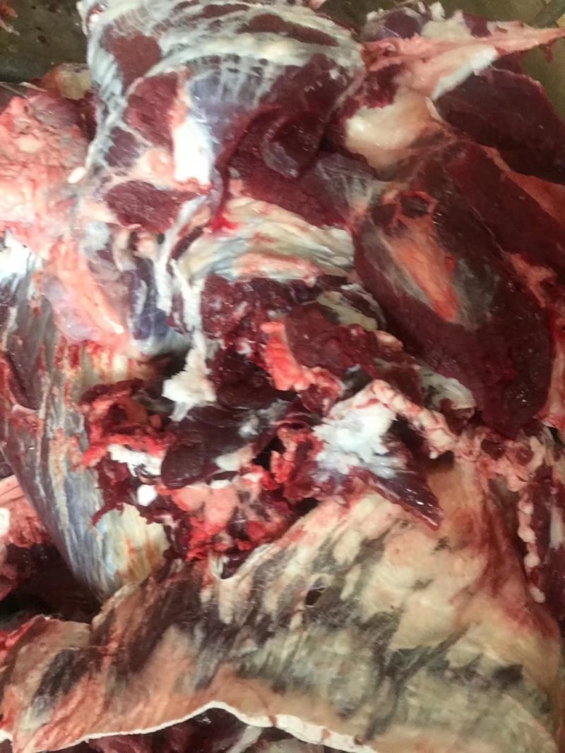 源头厂家纯干冷鲜公牛牛肉，高品质冷鲜牛肉一手货源