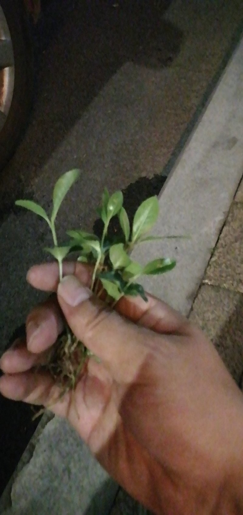 海桐苗，床苗，色块，小杯，大杯，海桐毛球