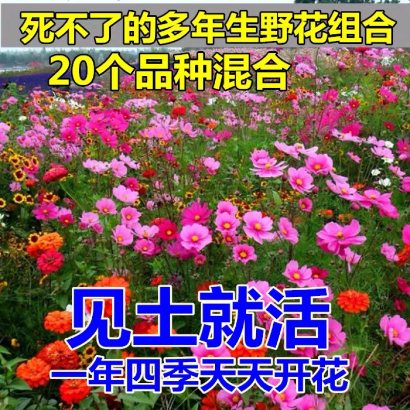 耐高温花种子野花组合种子耐寒耐旱耐高温包发芽