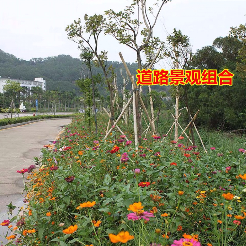 耐高温花种子野花组合种子耐寒耐旱耐高温包发芽