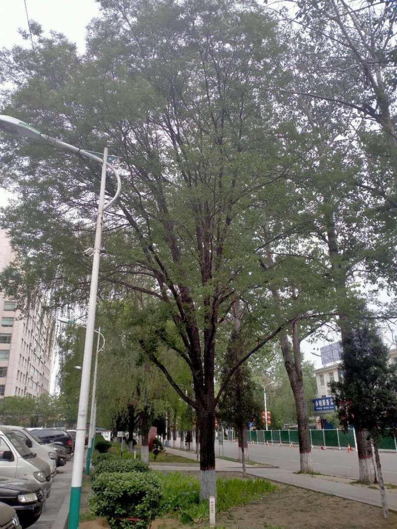 行到国槐30--40处理