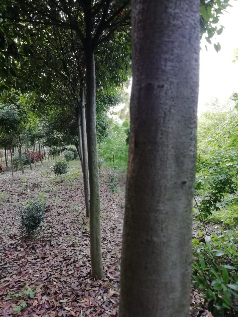 湖北孝感，高杆红叶石楠大量出售，杆直冠圆，