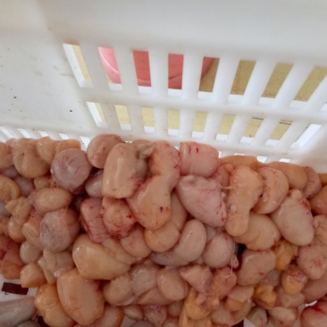 破损鸡肾鸡腰子用于包子饺子，抄手,元子馅料炒蛋蒸蛋