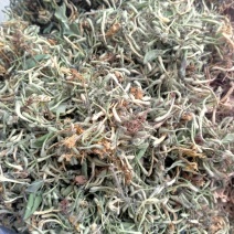 金银花，野生金银花！