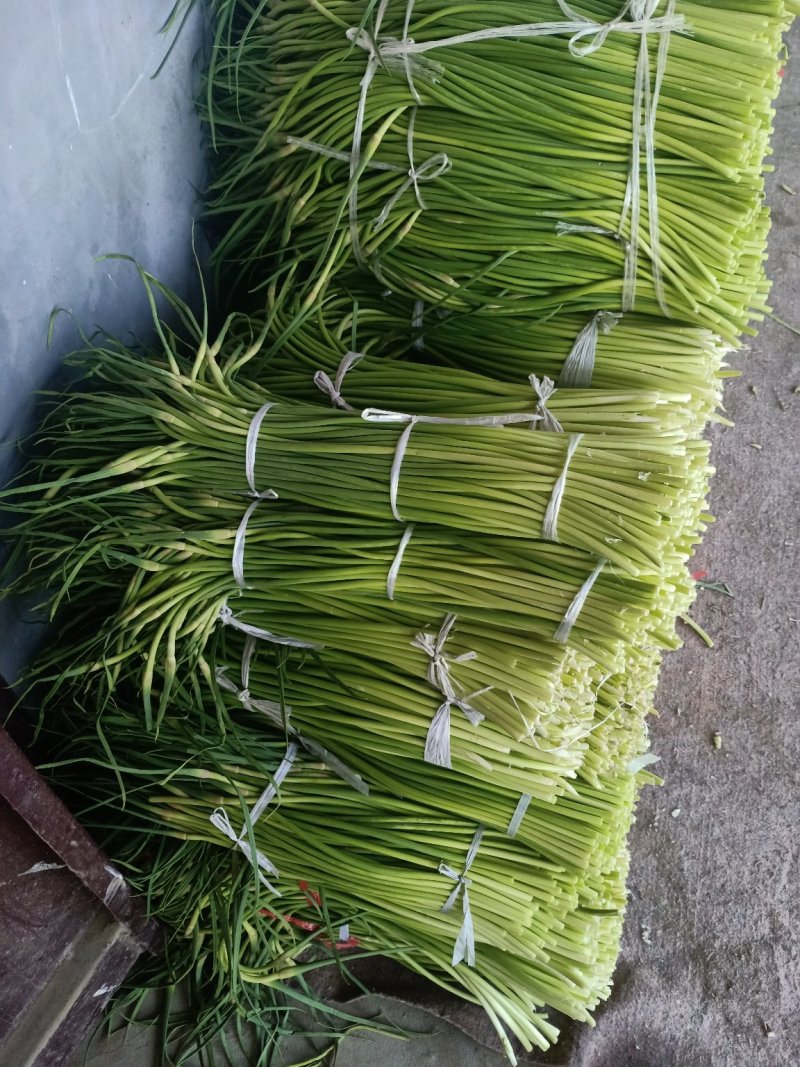 葱蒜类蒜薹大量上市中，货量每天增加中，需求的联系