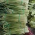 葱蒜类蒜薹大量上市中，货量每天增加中，需求的联系