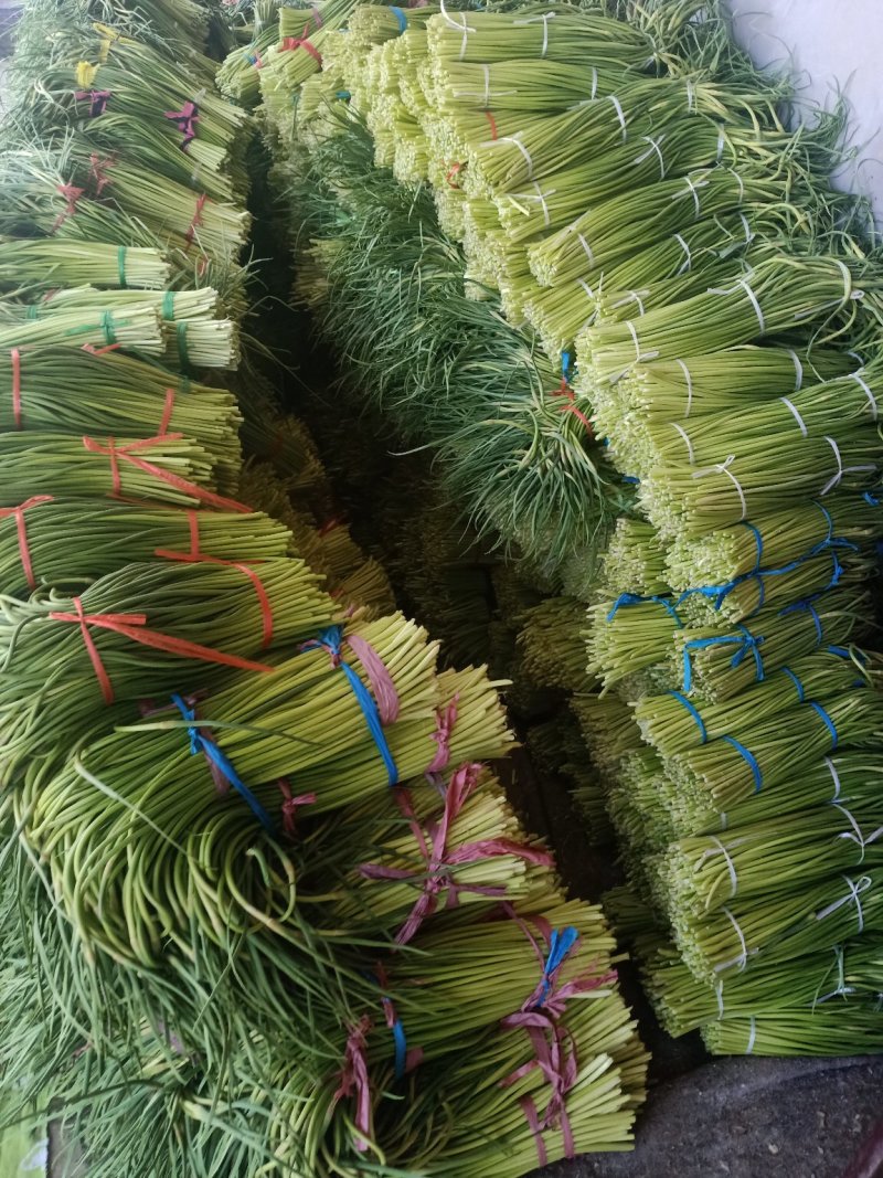 葱蒜类蒜薹大量上市中，货量每天增加中，需求的联系