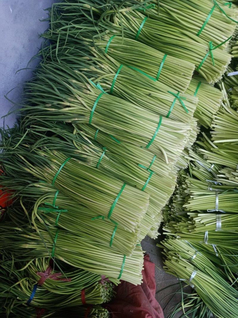 葱蒜类蒜薹大量上市中，货量每天增加中，需求的联系