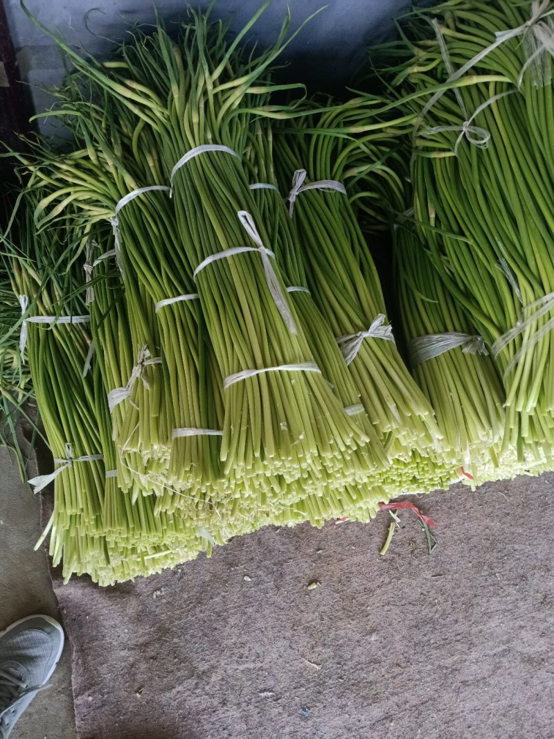 葱蒜类蒜薹大量上市中，货量每天增加中，需求的联系
