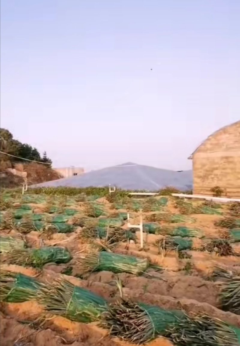 福建省漳州市漳浦县～长白大葱～大量现货上市中
