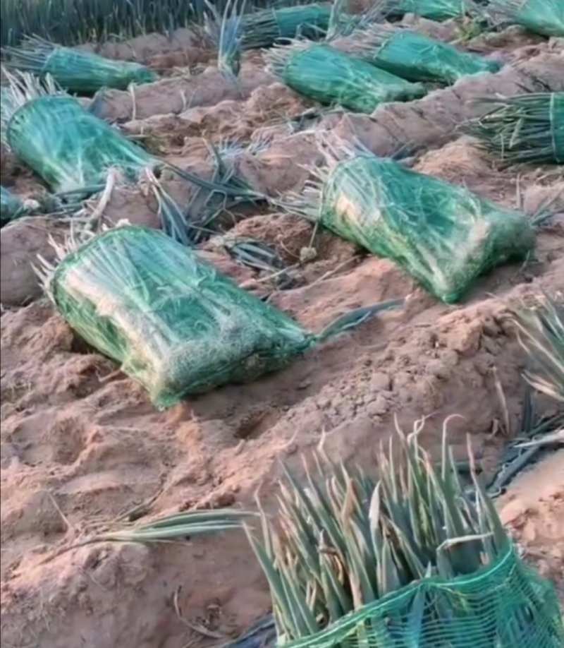 福建省漳州市漳浦县～长白大葱～大量现货上市中
