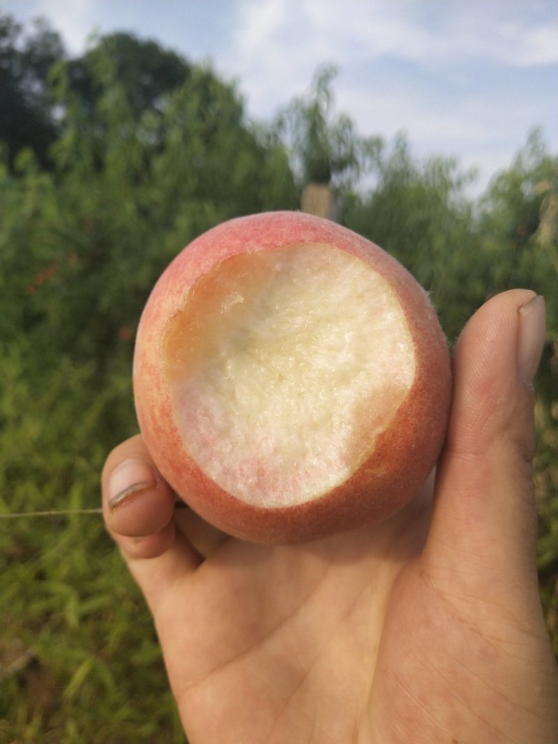 突围毛桃，。产地直发欢迎各地客商来电洽谈
