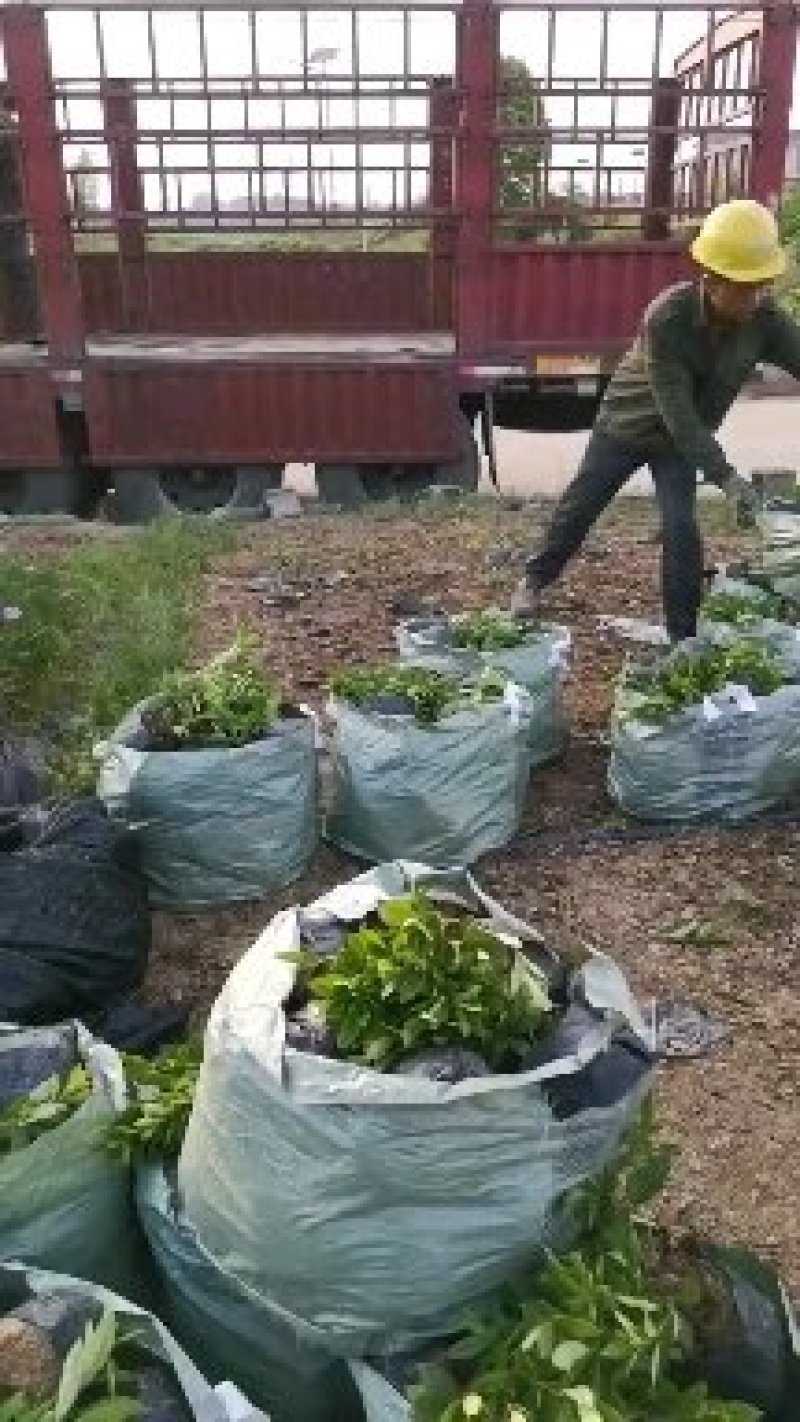 春鹃毛鹃杯苗泥土不散杯冠大基地直销量大价优
