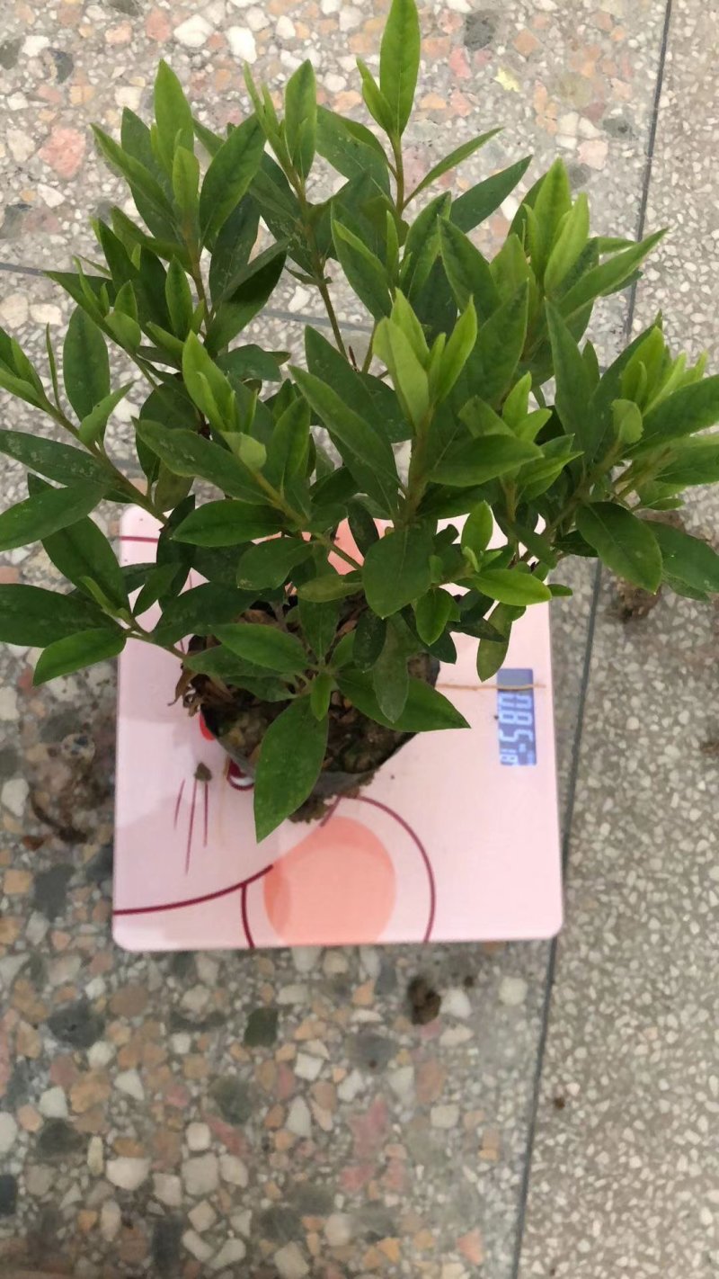 春鹃毛鹃杯苗泥土不散杯冠大基地直销量大价优
