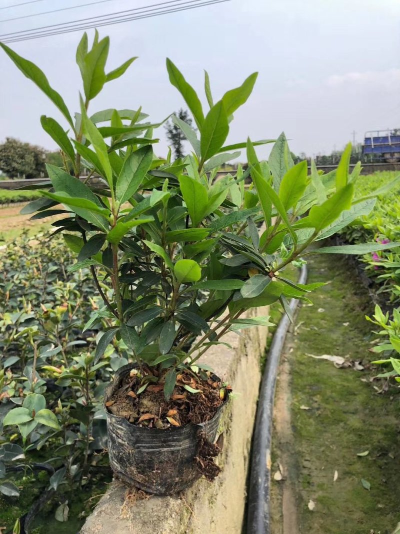 春鹃毛鹃杯苗泥土不散杯冠大基地直销量大价优