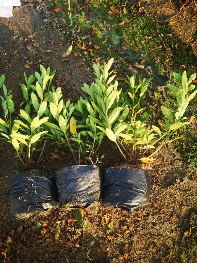 春鹃毛鹃杯苗泥土不散杯冠大基地直销量大价优
