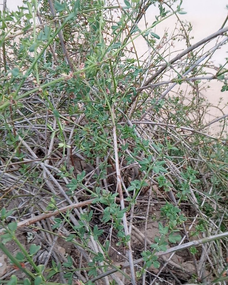 产地直销小量供应野生迎春花抗旱耐寒自然生长