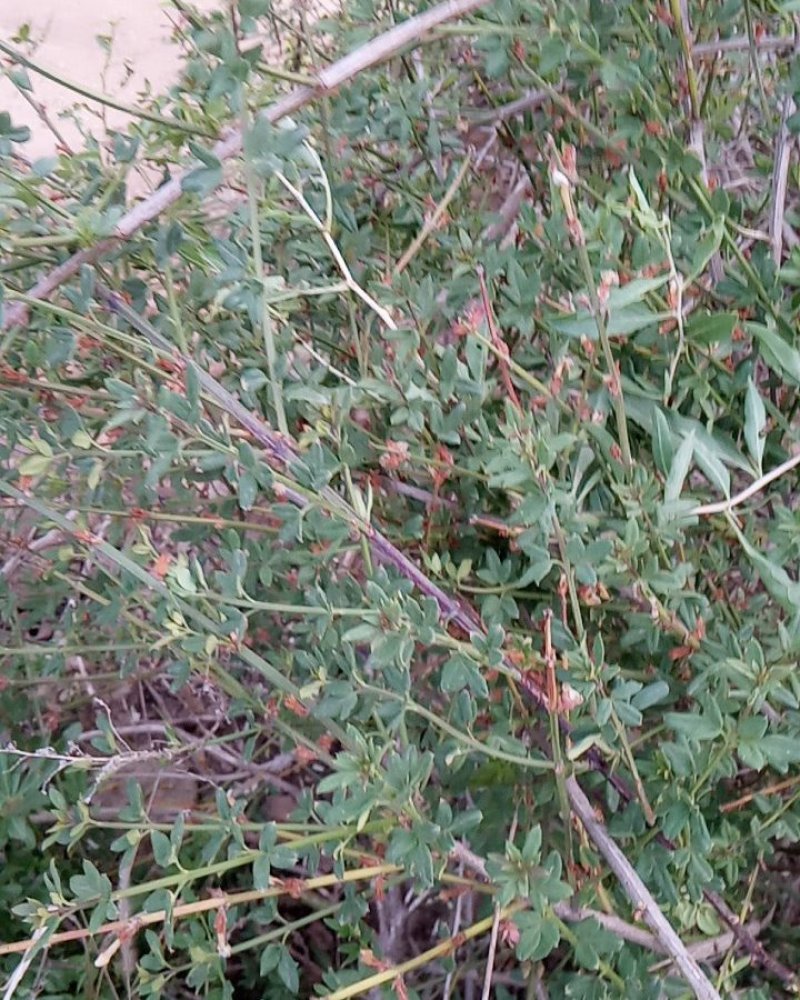 产地直销小量供应野生迎春花抗旱耐寒自然生长