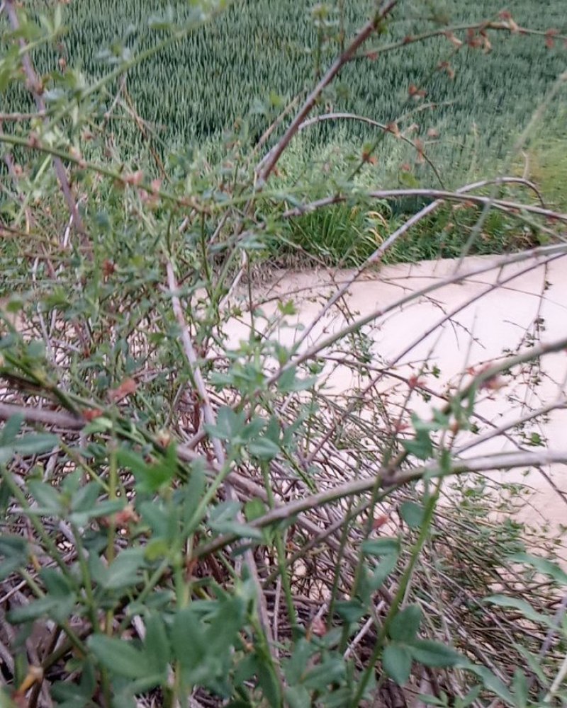 产地直销小量供应野生迎春花抗旱耐寒自然生长