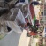 圣女果